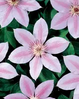 Clematis patens 'John Paul II' (Bosrank) klimplant - afbeelding 2