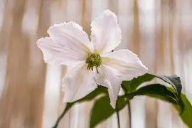 Clematis patens 'John Paul II' (Bosrank) klimplant - afbeelding 3
