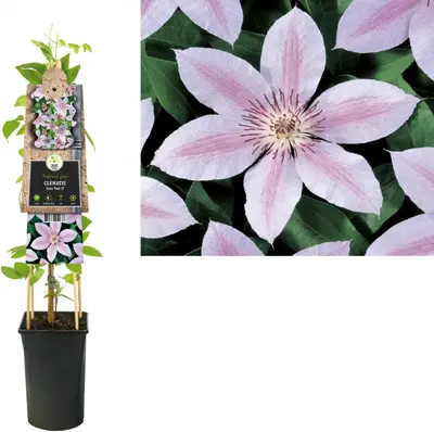 Clematis patens 'John Paul II' (Bosrank) klimplant - afbeelding 1