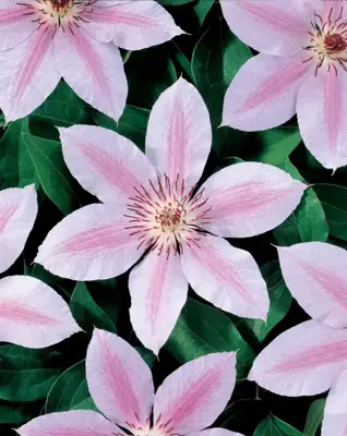 Clematis patens 'John Paul II' (Bosrank) klimplant 75cm - afbeelding 2