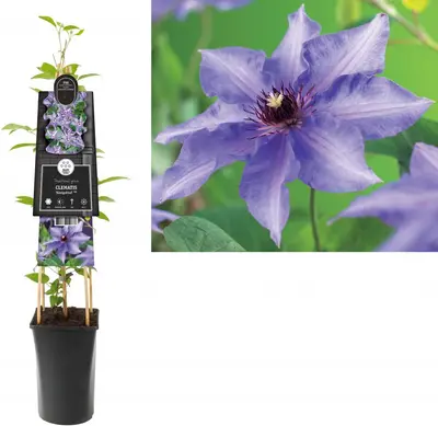 Clematis patens 'Königskind' (Bosrank) klimplant - afbeelding 1