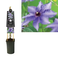 Clematis patens 'Königskind' (Bosrank) klimplant - afbeelding 2