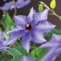 Clematis patens 'Königskind' (Bosrank) klimplant - afbeelding 3