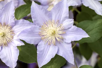 Clematis patens 'Königskind' (Bosrank) klimplant 75cm - afbeelding 14