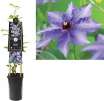 Clematis patens 'Königskind' (Bosrank) klimplant 75cm - afbeelding 1