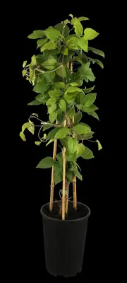 Clematis patens 'Madame Le Coultre' (Bosrank) klimplant - afbeelding 4