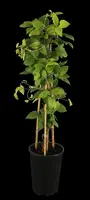 Clematis patens 'Madame Le Coultre' (Bosrank) klimplant - afbeelding 4