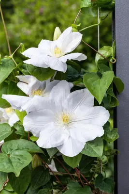 Clematis patens 'Madame Le Coultre' (Bosrank) klimplant - afbeelding 6