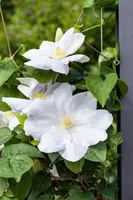 Clematis patens 'Madame Le Coultre' (Bosrank) klimplant - afbeelding 6
