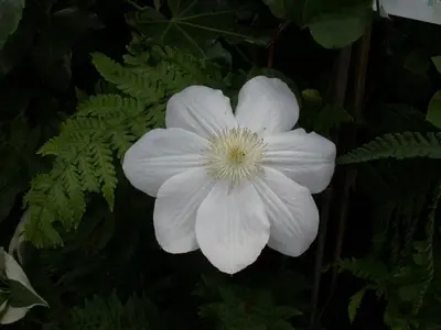 Clematis patens 'Madame Le Coultre' (Bosrank) klimplant - afbeelding 5