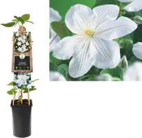 Clematis patens 'Madame Le Coultre' (Bosrank) klimplant - afbeelding 1