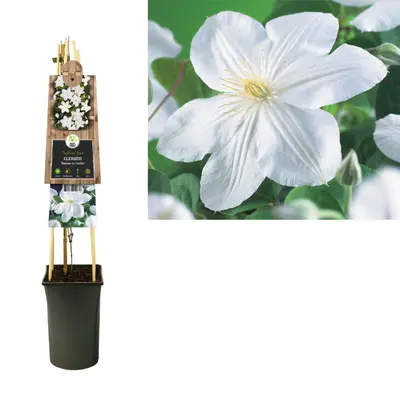 Clematis patens 'Madame Le Coultre' (Bosrank) klimplant - afbeelding 2