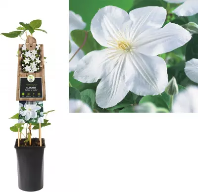 Clematis patens 'Madame Le Coultre' (Bosrank) klimplant 75cm - afbeelding 1