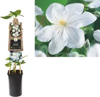 Clematis patens 'Madame Le Coultre' (Bosrank) klimplant 75cm kopen?