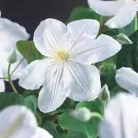 Clematis patens 'Madame Le Coultre' (Bosrank) klimplant 75cm - afbeelding 3
