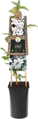 Clematis patens 'Miss Bateman' (Bosrank) klimplant 75cm - afbeelding 2