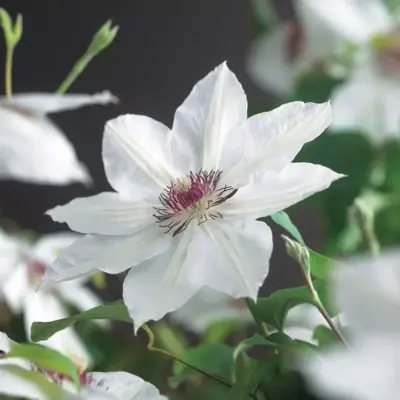 Clematis patens 'Miss Bateman' (Bosrank) klimplant 75cm - afbeelding 4