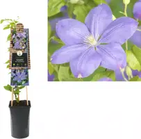 Clematis patens 'Mrs. Cholmondeley' (Bosrank) klimplant 75cm kopen?