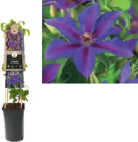 Clematis patens 'Mrs. N. Thompson' (Bosrank) klimplant 75cm - afbeelding 1