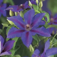 Clematis patens 'Mrs. N. Thompson' (Bosrank) klimplant 75cm - afbeelding 3