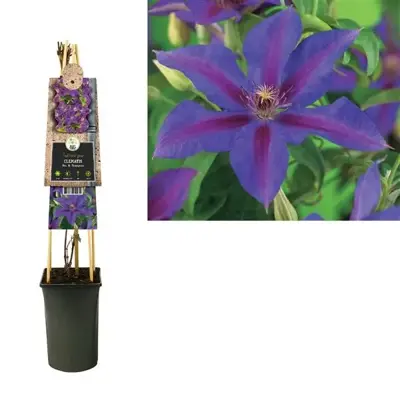 Clematis patens 'Mrs. N. Thompson' (Bosrank) klimplant 75cm - afbeelding 2