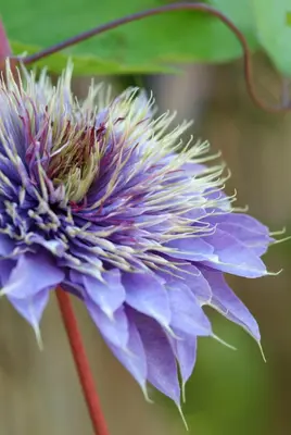 Clematis patens 'Multi Blue' (Bosrank) klimplant - afbeelding 3
