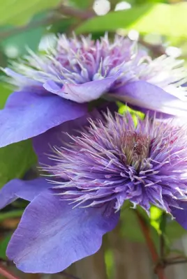 Clematis patens 'Multi Blue' (Bosrank) klimplant - afbeelding 4