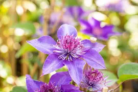 Clematis patens 'Multi Blue' (Bosrank) klimplant - afbeelding 8