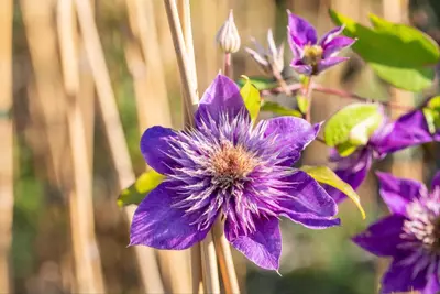 Clematis patens 'Multi Blue' (Bosrank) klimplant - afbeelding 9