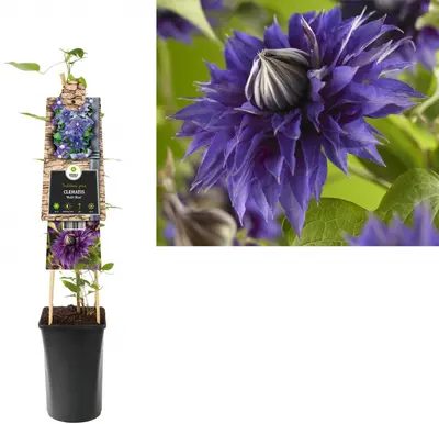 Clematis patens 'Multi Blue' (Bosrank) klimplant - afbeelding 1