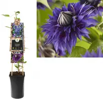 Clematis patens 'Multi Blue' (Bosrank) klimplant - afbeelding 1