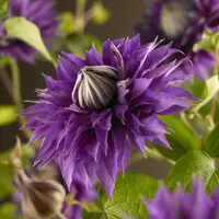 Clematis patens 'Multi Blue' (Bosrank) klimplant - afbeelding 5
