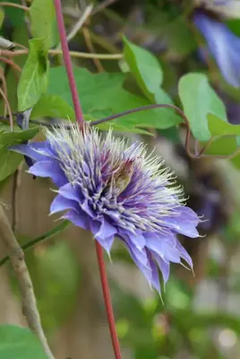 Clematis patens 'Multi Blue' (Bosrank) klimplant 75cm - afbeelding 2