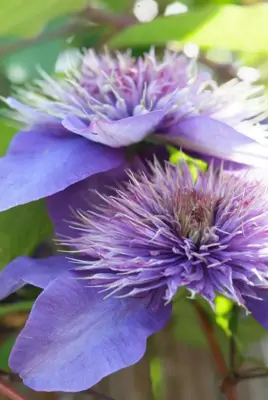 Clematis patens 'Multi Blue' (Bosrank) klimplant 75cm - afbeelding 4