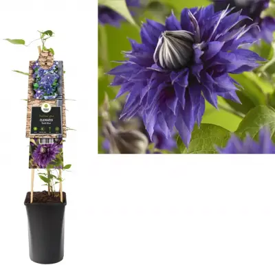 Clematis patens 'Multi Blue' (Bosrank) klimplant 75cm - afbeelding 1