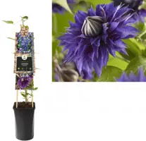 Clematis patens 'Multi Blue' (Bosrank) klimplant 75cm - afbeelding 1