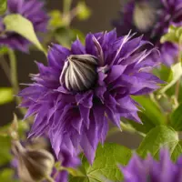 Clematis patens 'Multi Blue' (Bosrank) klimplant 75cm - afbeelding 5