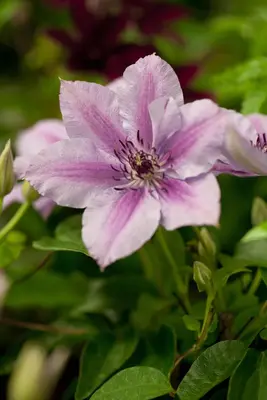 Clematis patens 'Nelly Moser' (Bosrank) klimplant - afbeelding 5
