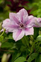 Clematis patens 'Nelly Moser' (Bosrank) klimplant - afbeelding 5
