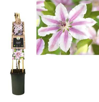 Clematis patens 'Nelly Moser' (Bosrank) klimplant - afbeelding 2