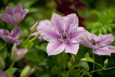 Clematis patens 'Nelly Moser' (Bosrank) klimplant - afbeelding 4