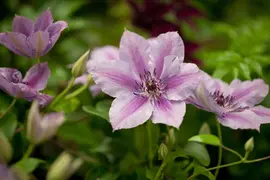 Clematis patens 'Nelly Moser' (Bosrank) klimplant - afbeelding 4