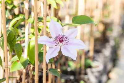 Clematis patens 'Nelly Moser' (Bosrank) klimplant - afbeelding 7