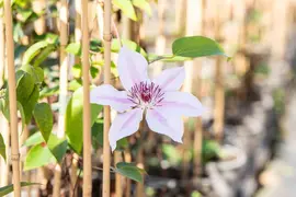 Clematis patens 'Nelly Moser' (Bosrank) klimplant - afbeelding 7