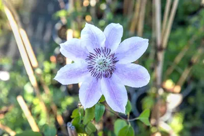 Clematis patens 'Nelly Moser' (Bosrank) klimplant - afbeelding 8