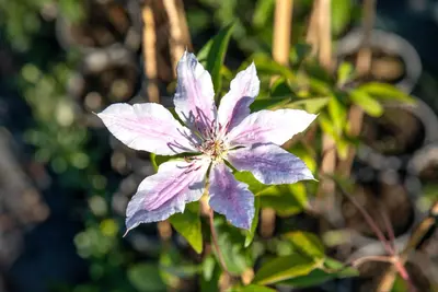 Clematis patens 'Nelly Moser' (Bosrank) klimplant - afbeelding 9