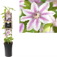 Clematis patens 'Nelly Moser' (Bosrank) klimplant 75cm - afbeelding 1