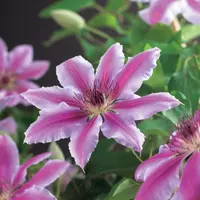Clematis patens 'Nelly Moser' (Bosrank) klimplant 75cm - afbeelding 2