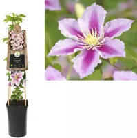 Clematis patens 'Piilu' (Bosrank) klimplant 75cm - afbeelding 1