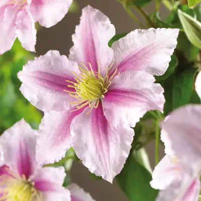 Clematis patens 'Piilu' (Bosrank) klimplant 75cm - afbeelding 2